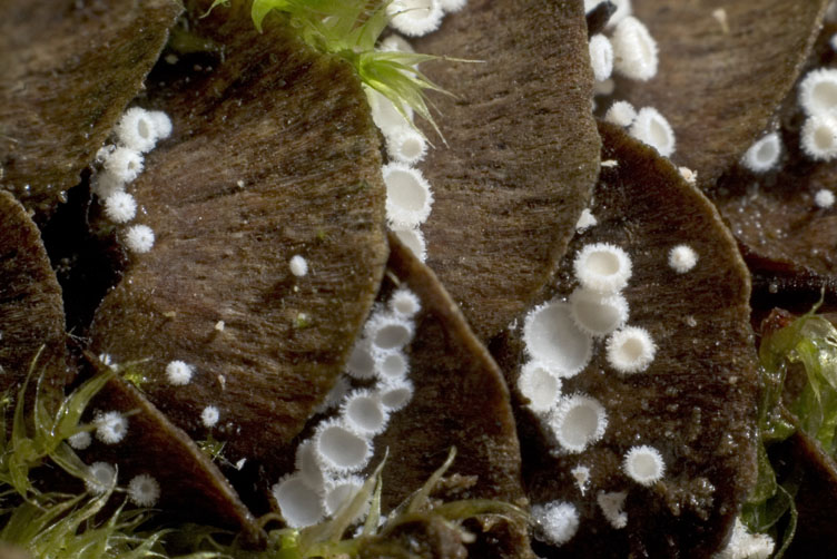 Lachnum virgineum
